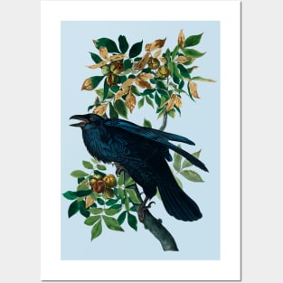 Raven from Birds of America by John James Audubon Posters and Art